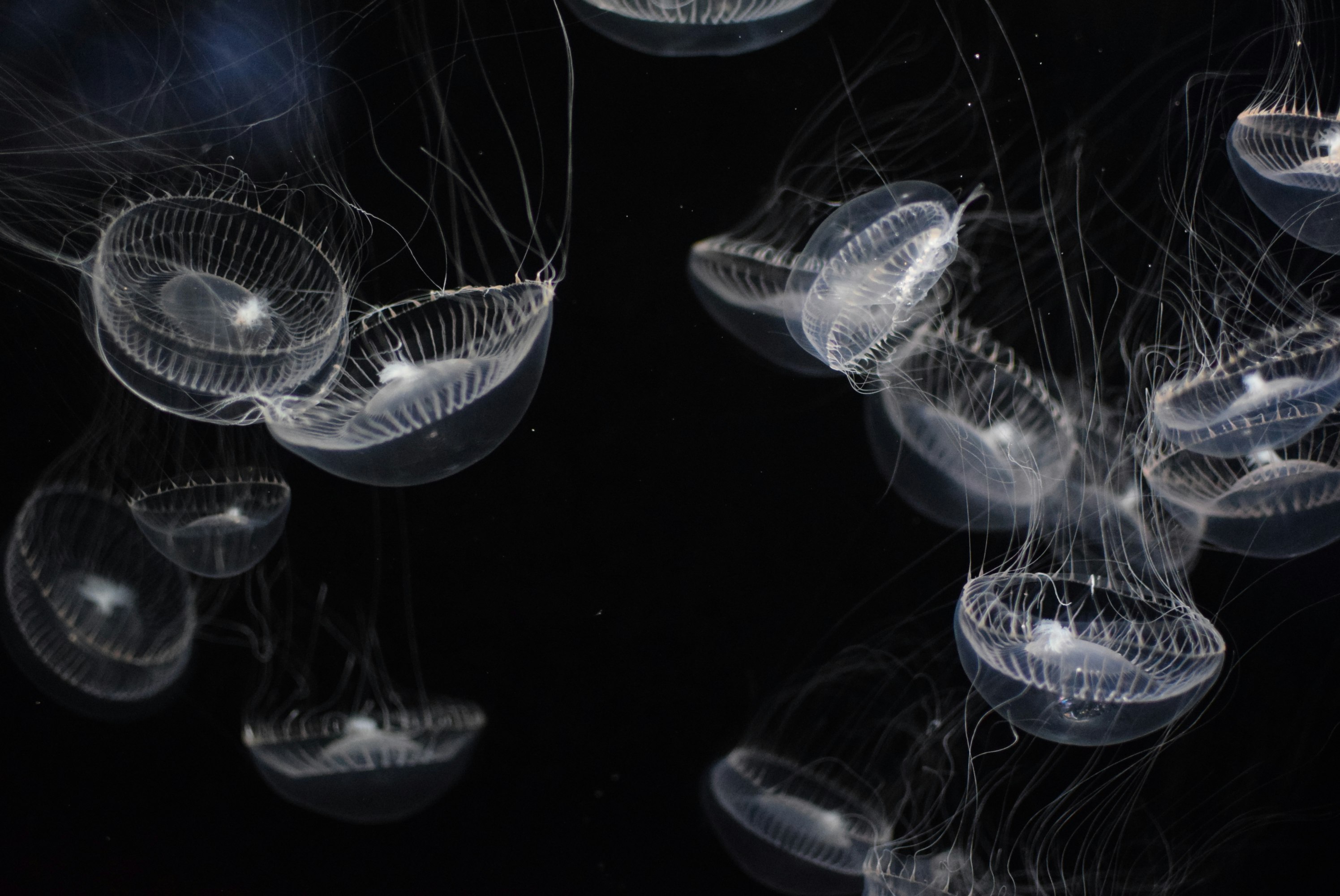 closeup photo of white jellyfish